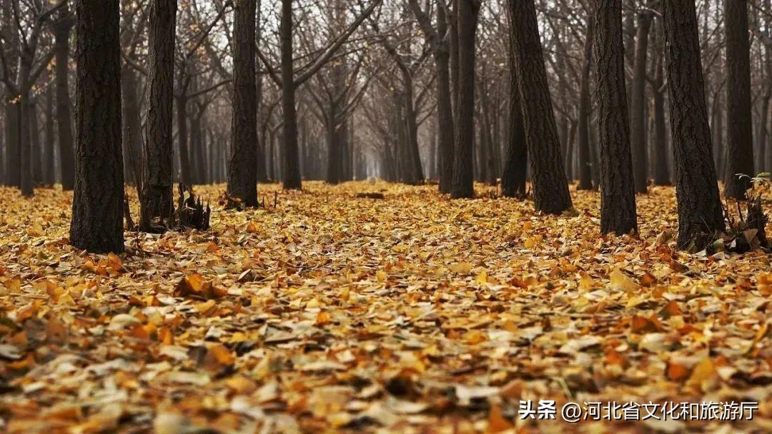 西西弗书店主管级_心之忧矣 如匪浣衣_哈尔滨高企认定