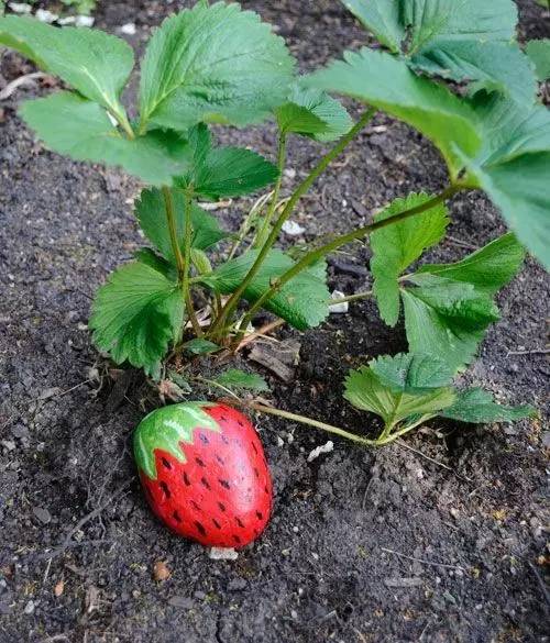 育苗草莓管理技术_育苗草莓比较多的品种_草莓怎么育苗