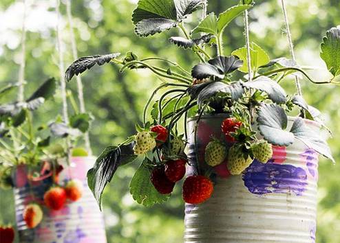 草莓怎么育苗_育苗草莓比较多的品种_育苗草莓管理技术