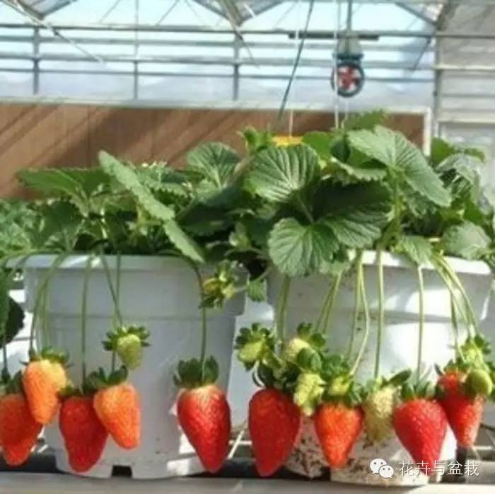育苗草莓比较多的品种_草莓怎么育苗_育苗草莓管理技术
