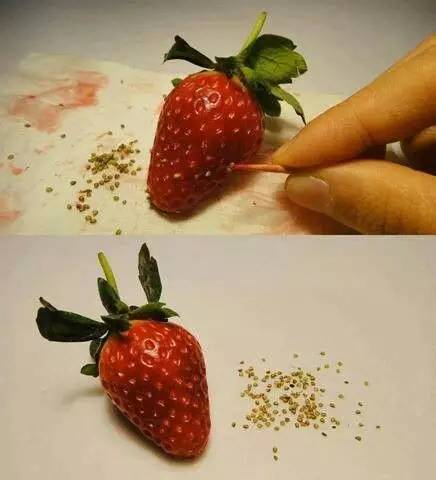 草莓怎么育苗_育苗草莓比较多的品种_育苗草莓管理技术