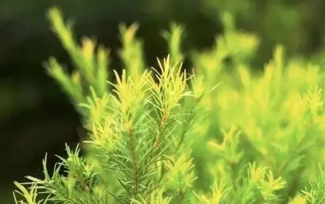 星期四茶树精油起皮_用茶树油精油后蜕皮_茶树精油痒是怎么回事