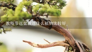 教师节送盆栽送什么植物比较好