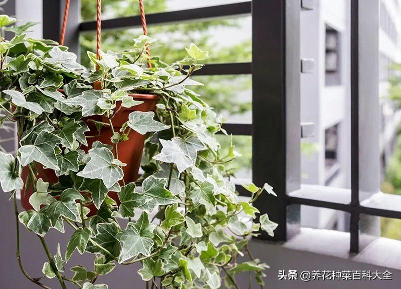 办公室绿色植物多好吗_绿色植物办公室_办公室绿色植物大全