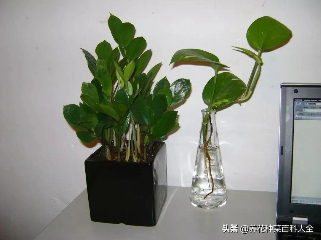 办公室绿色植物多好吗_绿色植物办公室_办公室绿色植物大全