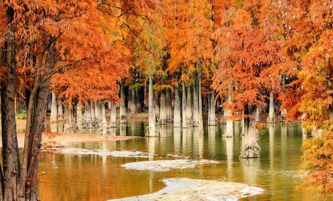 水上森林童话！临安青山湖最美的样子在秋天