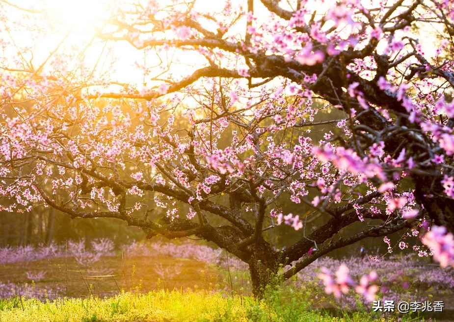 关于描写桃花的句子，桃花盛开的地方，处处美丽