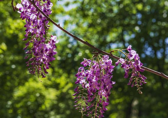 紫藤花的花语和香味